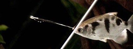 Foto: ngo Rischawy Schuster lab, University of Bayreuth