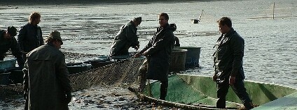 Výlov Foto: svajcr Wikimedia Commons