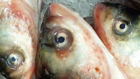 Pachatel zřejmě z hrubé nedbalosti neznámým způsobem znečistil vodu v rybníku U Jelena a způsobil úhyn tolstolobiků, amurů, kaprů, línů, candátů, štik a dalších druhů. Policisté se případem zabývají pro podezření z poškození a ohrožení životního prostředí z nedbalosti. / Ilustrační foto