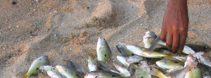 Úlovek ryb v severní části Madagaskaru Foto: Daved Darricau / Flickr.com Úlovek ryb v severní části Madagaskaru Foto: Daved Darricau / Flickr.com