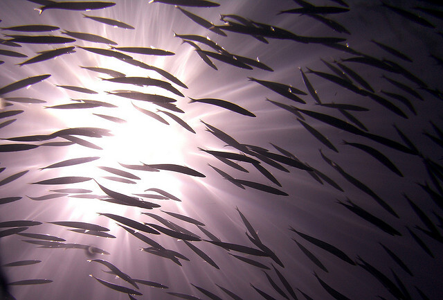 Pokud očekáváte něco jako bójemi na hladině vyznačené území, větší než celá Asie s Evropou dohromady, kam se už nikdy nevydají flotily rybářských lodí s vlečnými sítěmi, kde nezakotví žádná vrtná plošina a kde nebude probíhat podmořská hlubinná těžba minerálů, tak se ukrutně pletete.