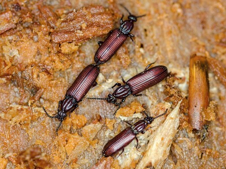 Rýhovec pralesní, celoevropsky chráněný druh, který byl donedávna znám jen z obor u Hluboké nad Vltavou a pralesa Mionší v Beskydech.