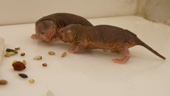 Zástupci rypošů lysých – nově vymezené linie Heterocephalus glaber ansorgei – z chovů na Přírodovědecké fakultě Jihočeské univerzity. Chovy zde čítají přibližně 150 jedinců v 19 skupinách a poskytují tak unikátní příležitost studovat smyslové, behaviorální, fyziologické i morfologické adaptace na život v podzemí, stejně jako
reprodukční biologii tohoto výjimečného savce.