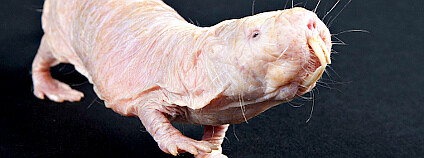 Rypoš lysý Smithsonian's National Zoo Flickr