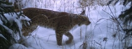 Rys Lubo Foto: Hnutí DUHA Olomouc