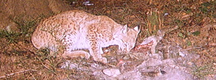 Rys na srncem. Foto: Miroslav Kutal/www.selmy.cz