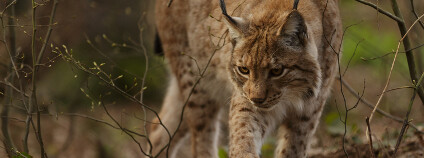 Rys ostrovid Foto: Canon Boy Shutterstock.com