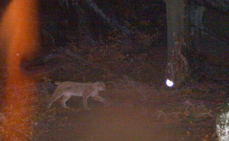 Snímek rysa je první fotodokumentací této šelmy na české straně Jizerských hor, loni byl zachycen v Polsku