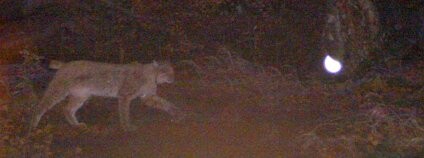 Rys v Jizerských horách Foto: Hnutí DUHA a AOPK