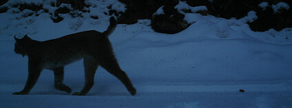 Rys ostrovid zachycený fotopastí v západních Krkonoších. Foto: KRNAP