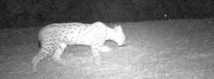 Rys Luděk došel z Prachaticka až k Linci Foto: ALKA Wildlife