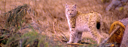 Rys ostrovid (Lynx lynx). Foto: Evropská komise