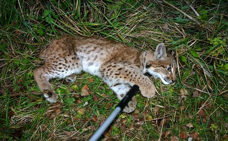 Odchyt zraněného kotěte rysa ostrovida.