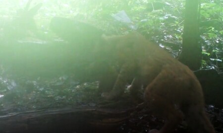 Nedávno narozené kotě a rysice Draža.