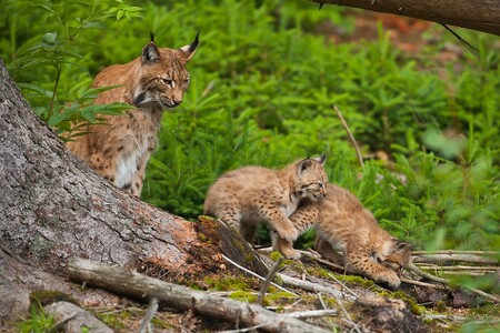 Mláďata v lovu
zaučuje matka.