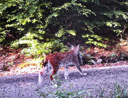 Jen velmi vzácně se stane, že fotopast zaznamená rysici s takhle malým kotětem