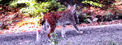 Rysice s mládětem zachycená fotopastí v Českém lese Foto: TRANS-LYNX Projekt