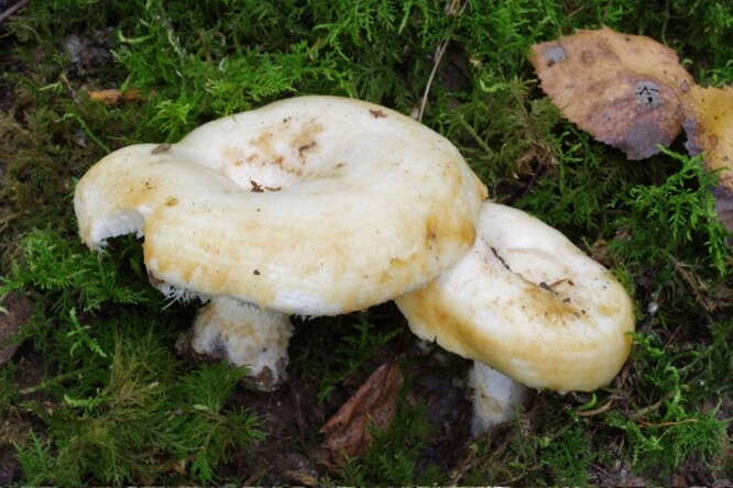 Ryzec citrónový. Ryzec citrónový.