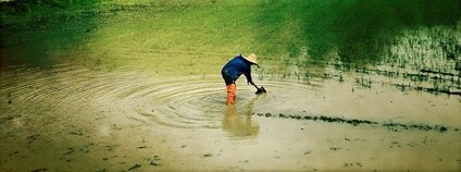 Rýžové pole Foto: Frederick Lang Jr. Flickr.com