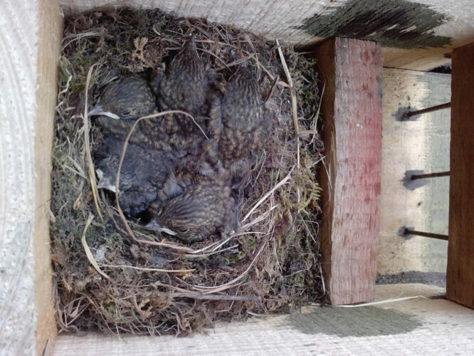 Mláďata rehka zahradního v testované protipredační polobudce.