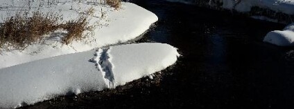 Foto: Jan Švanyga / ALKA Wildlife