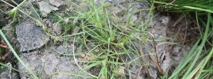 šáchor Micheliův Foto: AOPK ČR