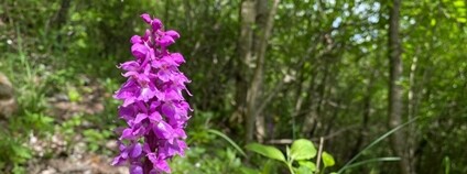 Starý sad na svazích Ještědského hřebene ukrýval významnou populaci vstavače mužského Foto: Čmelák - Společnost přátel přírody
