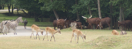 Safari v ZOO ve Dvoře Králové nad Labem Foto: Henk-Jan van der Klis / Flickr.com