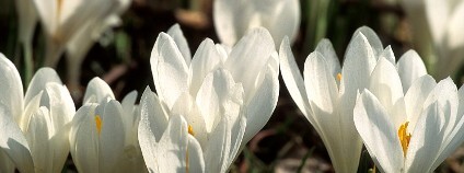 Šafrán bělokvětý Foto: Amadej Trnkoczy Flickr