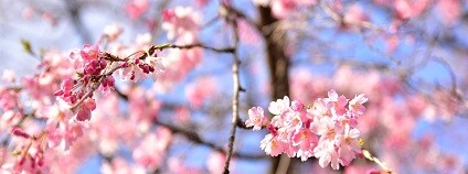 Sakura v Japonsku Foto: papala125 pixabay.com