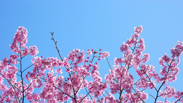 Vyšší stromy budou růst v širokých ulicích, jimiž prochází hlavní silnice. Například v menší Drdlově ulici v centru pracovníci sázeli ozdobné třešně, sakury. Ilustrační foto