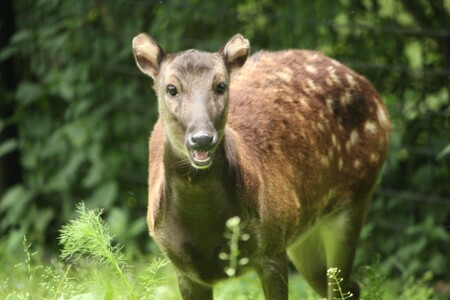 Nejstarší zoo v ČR chová na 170 druhů zvířat, z nichž řada patří k vážně ohroženým. K nejoblíbenějším zvířatům v Liberci patří bílí tygři, sloni, lachtani, pandy červené nebo šimpanzi. / Na fotografii je sambar skvrnitý.