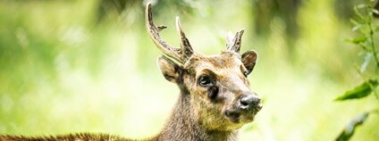 Sambar skvrnitý Foto: Monika Vlčková Zoo Ostrava