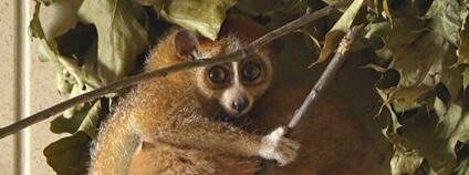 Samice outloně malého s mláďaty Foto: E. Gombala Zoo Ostrava