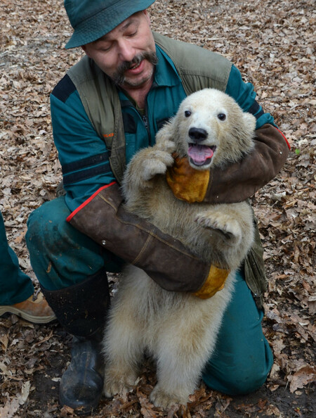 Zájemci mohou až do 10. dubna do 12:00 navrhovat zoo jméno pro samičku. Návrhy dostane její kmotr, jehož jméno zatím vedení zahrady tají, a ten z nich vybere to nejzajímavější