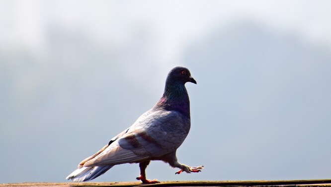 Jednou z výhod umístění holubů do holubníků je i to, že lze regulovat jejich populaci