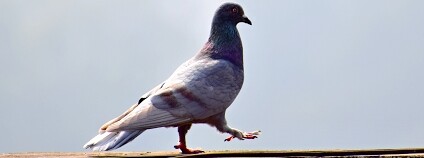 holub Foto: sanjiv nayak Unsplash