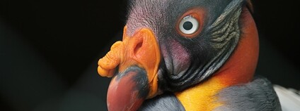 Kondor královský Foto: Flavio Camus Flickr