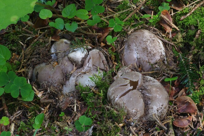 Sarcosphaera coronaria - baňka velkokališná.