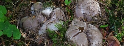 Sarcosphaera coronaria - baňka velkokališná Foto: Jan Borovička ÚJF AV ČR, GLÚ AV ČR