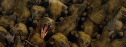 Foto: Stanislav Macík / Czech Press Photo