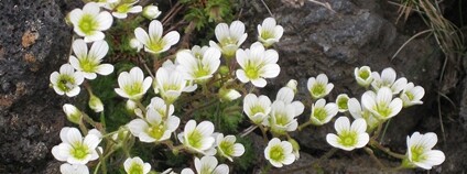 lomikámen trsnatý Foto: Meneerke bloem Wikimeda Commons