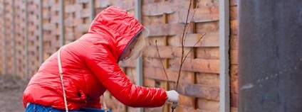 Sázení stromu Foto: Lubomirkin Unsplash
