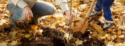 Sázení stromu Foto: Iakov Filimonov Shutterstock