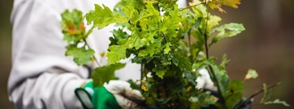 Sazenice dubu Foto: Lesy ČR