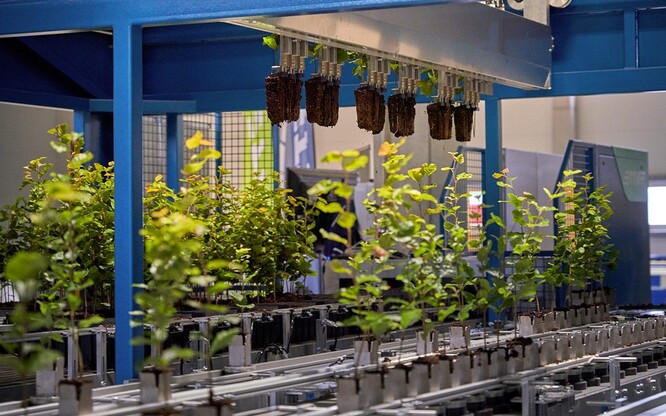 Před expedicí výsadby k zákazníkovi je třeba zjistit, jakou mají sazenice výšku, průměr stonku a morfologiii. Na třídičce se sazenice rozdělí podle kvality do tří kategorií.