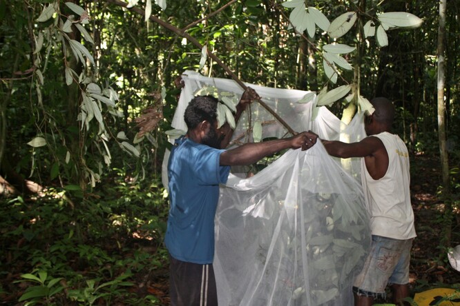 Sběr hmyzu pomocí sítí.
