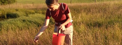 Sběr semen na Žďársku Foto: Sdružení krajina.cz