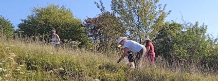 Sběr semínek lučního kvítí Foto: Farma Blatnička