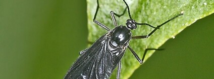 Muška sciara Foto: Hectonichus Wikimeda Commons